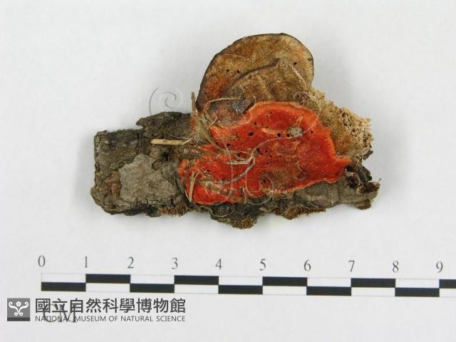 登錄號:F0017402藏品圖，第1張