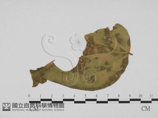 登錄號:F0019402藏品圖，第3張