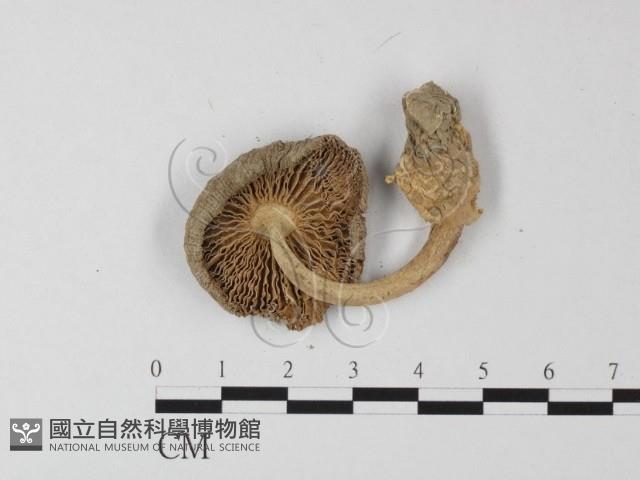 登錄號:F0003402藏品圖，第3張