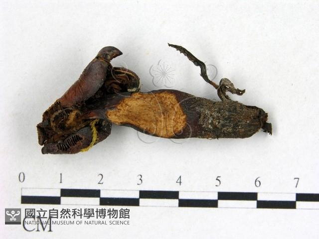 登錄號:F0018702藏品圖，第3張