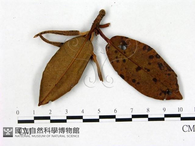 登錄號:F0020702藏品圖，第3張