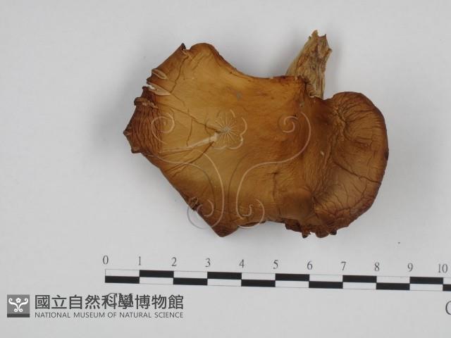 糙皮側耳藏品圖，第3張