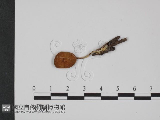 登錄號:F0002702藏品圖，第3張