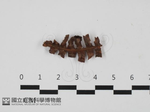 登錄號:F0032702藏品圖，第3張