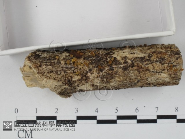 登錄號:F0007702藏品圖，第3張