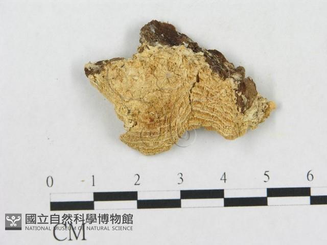 登錄號:F0017702藏品圖，第1張