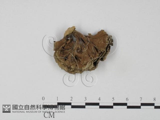 棕色革菌藏品圖，第3張