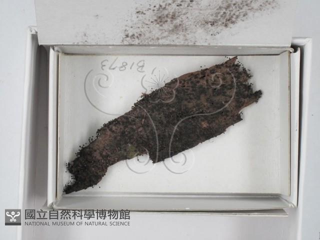 登錄號:F0018502藏品圖，第3張
