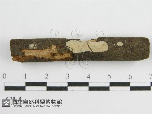 登錄號:F0010502藏品圖，第3張