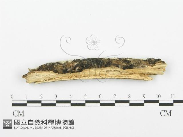 登錄號:F0001502藏品圖，第3張