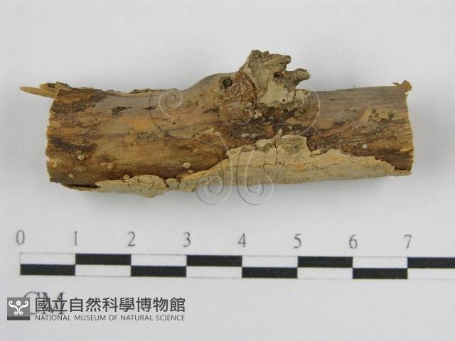 登錄號:F0004502藏品圖，第3張