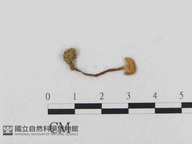 乳菇屬藏品圖，第3張