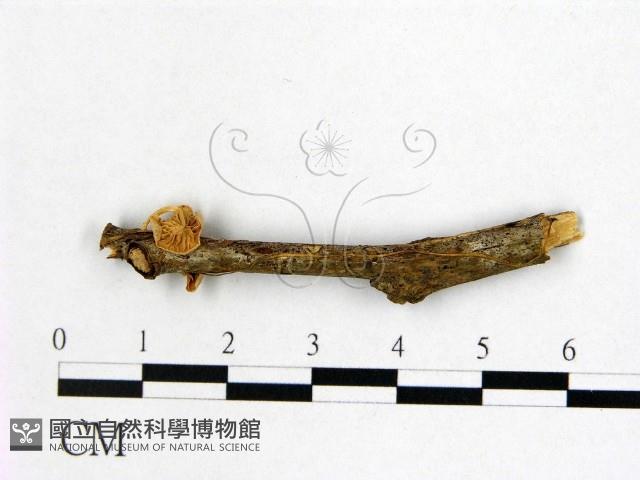 登錄號:F0022502藏品圖，第3張