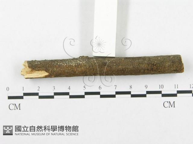 登錄號:F0002502藏品圖，第3張