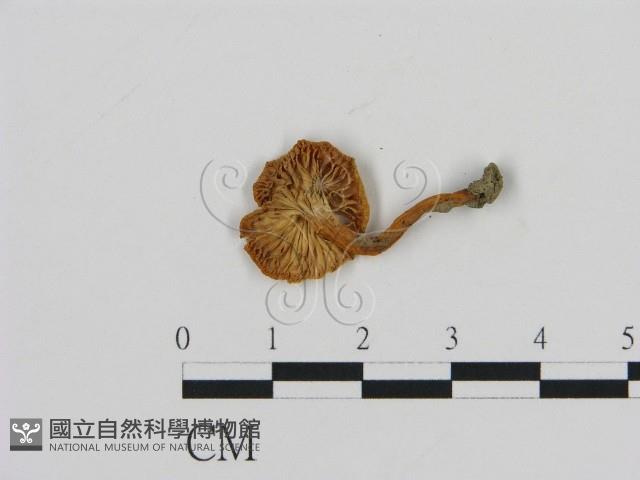 濕傘屬藏品圖，第3張