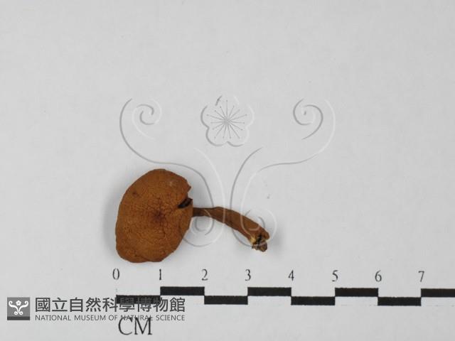 登錄號:F0027502藏品圖，第3張