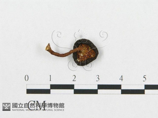 登錄號:F0007502藏品圖，第3張