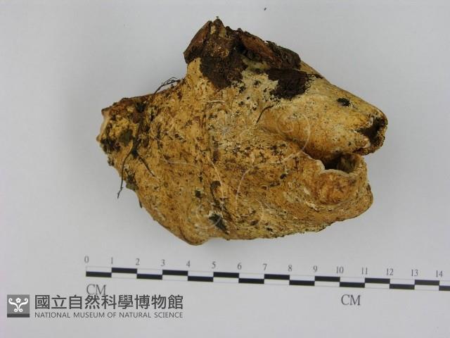 寡孔菌屬藏品圖，第3張