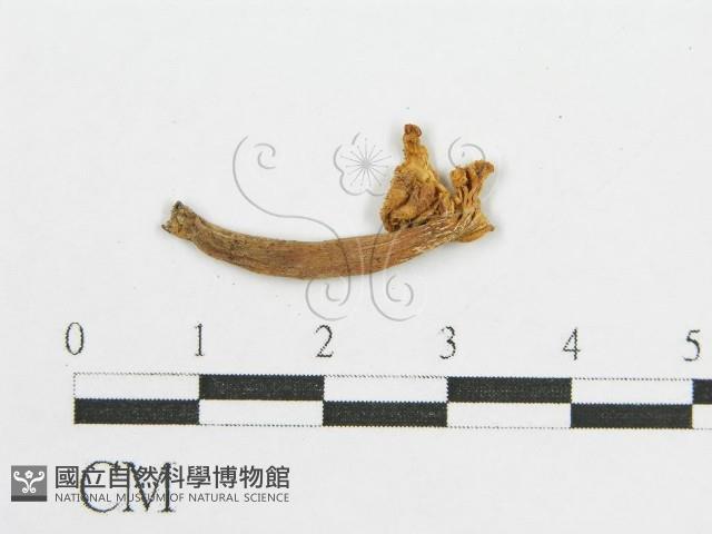 登錄號:F0010102藏品圖，第3張