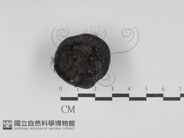 登錄號:F0030102藏品圖，第3張
