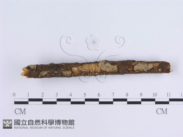 蠔韌革菌藏品圖，第3張