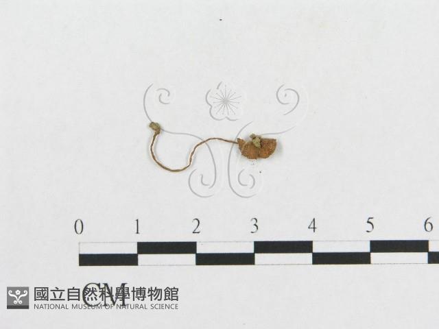 登錄號:F0011102藏品圖，第3張