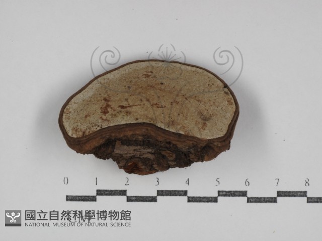 登錄號:F0031102藏品圖，第3張