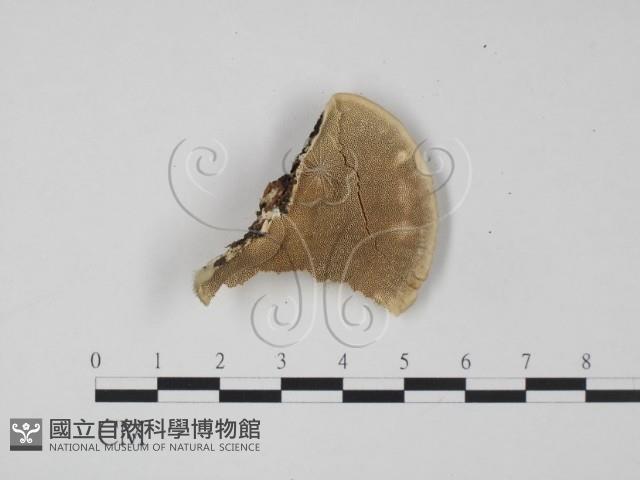 登錄號:F0014102藏品圖，第3張