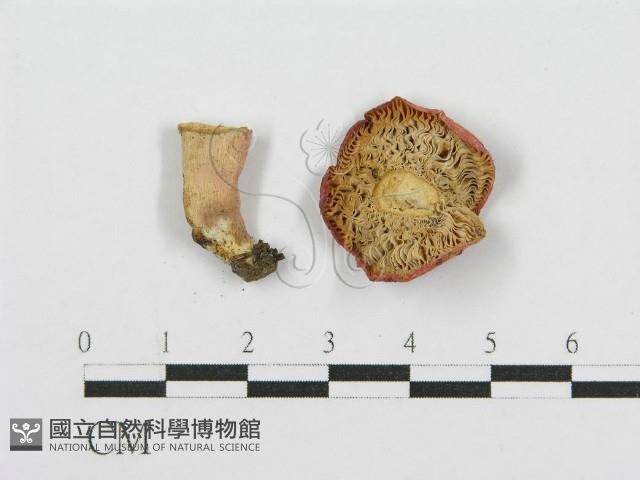 紅菇屬藏品圖，第3張
