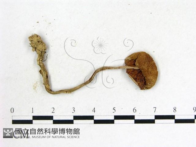 登錄號:F0013102藏品圖，第3張