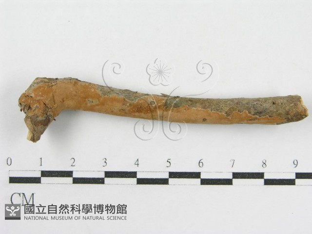 登錄號:F0010002藏品圖，第3張