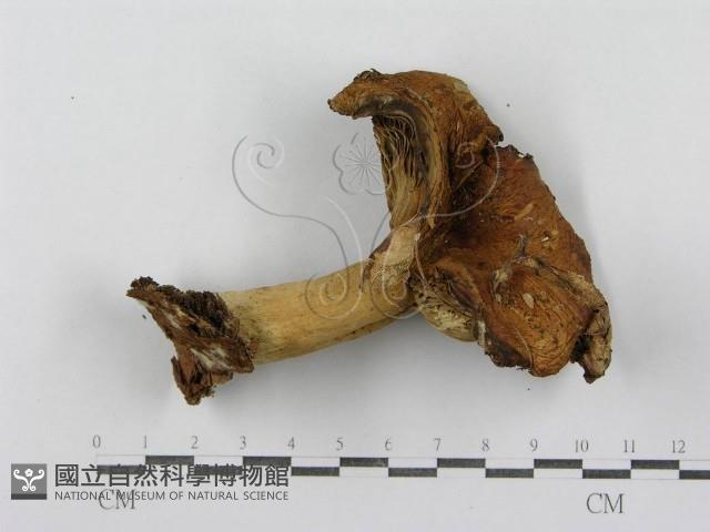 紅菇屬藏品圖，第3張