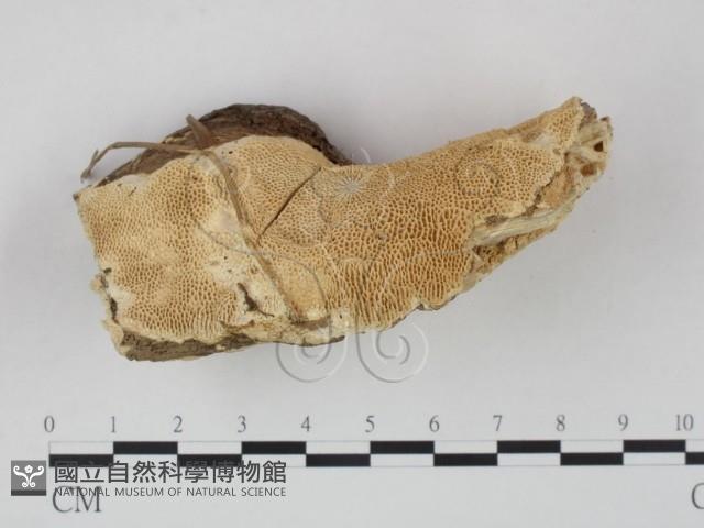 登錄號:F0021002藏品圖，第3張