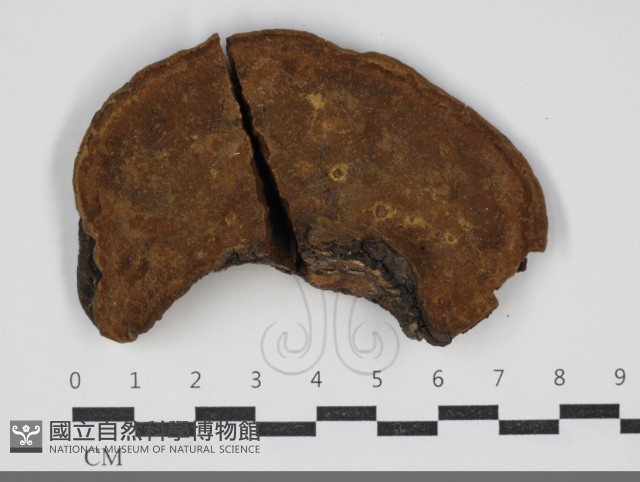 黃荊桑黃藏品圖，第3張