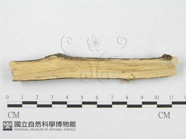 筍殼菌屬藏品圖，第3張