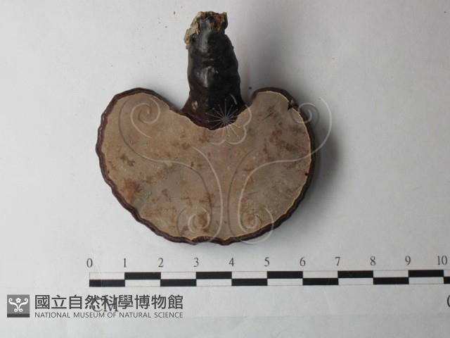 登錄號:F0027002藏品圖，第3張