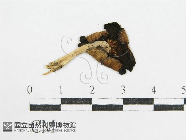 鬼傘屬藏品圖，第3張