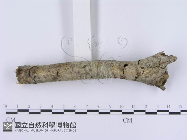 登錄號:F0003002藏品圖，第3張