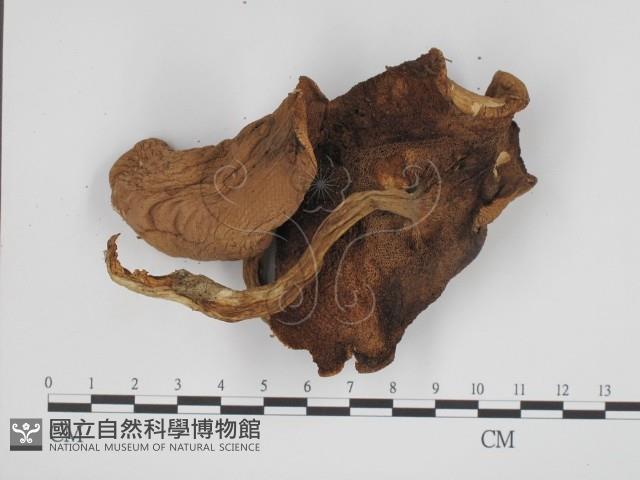 登錄號:F0013002藏品圖，第3張