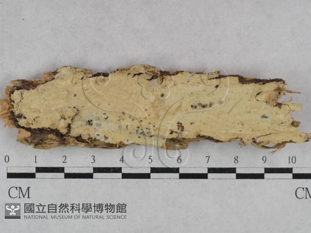 絲齒菌屬藏品圖，第3張