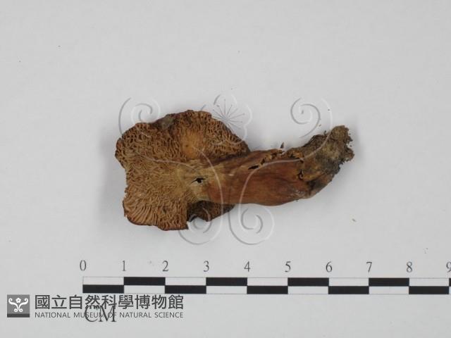 紅菇屬藏品圖，第3張