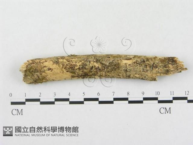 登錄號:F0000302藏品圖，第1張