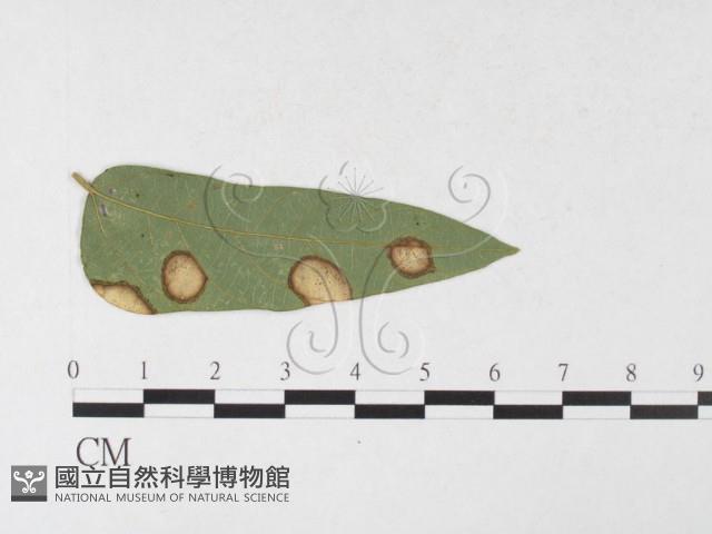 登錄號:F0026302藏品圖，第3張