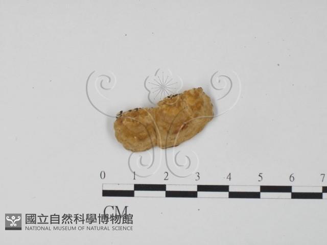 登錄號:F0006302藏品圖，第3張