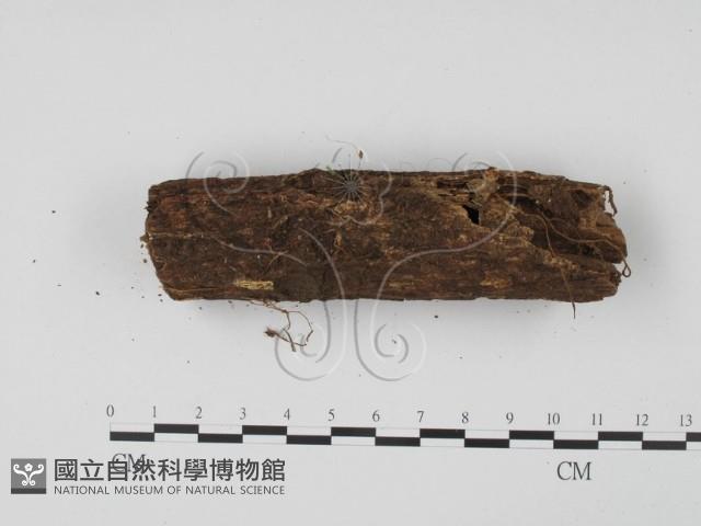 登錄號:F0001302藏品圖，第3張