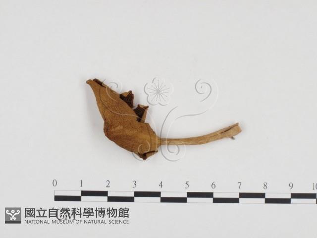 登錄號:F0024302藏品圖，第3張