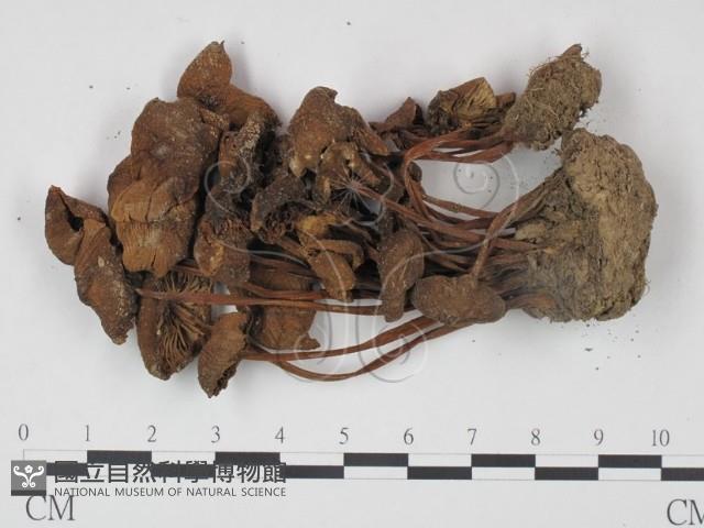 登錄號:F0022302藏品圖，第3張