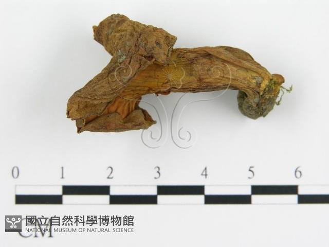 登錄號:F0012302藏品圖，第3張