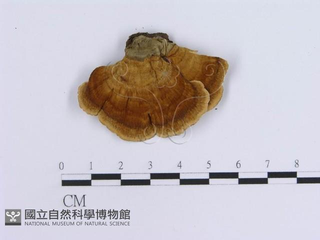 登錄號:F0007302藏品圖，第3張