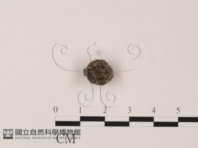 登錄號:F0005302藏品圖，第3張